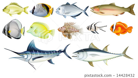 Different fishes 14428432