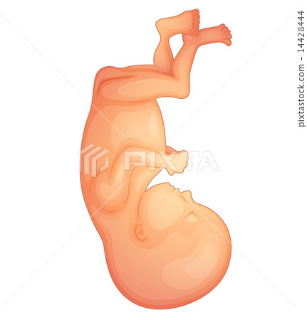 human fetus human fetus 14428444