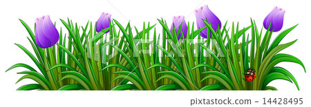 A flowering plant with violet flowers A flowering plant with violet flowers 14428495