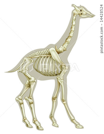 Giraffe skeletal system 14428524