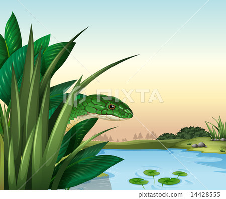 A green snake at the pond 14428555