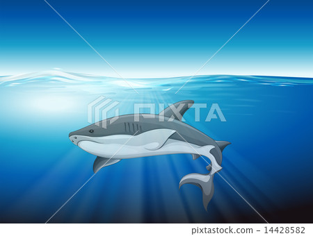 Shark 14428582
