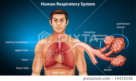 Human respiratory system Human respiratory system 14428586