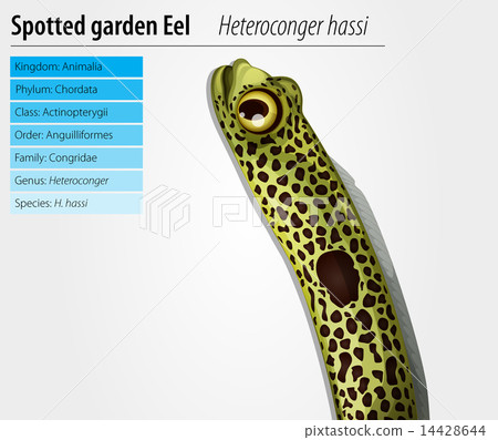 Spotted Garden Eel 14428644