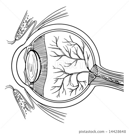 Human eyeball 14428648