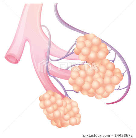 Pulmonary alveolus 14428672