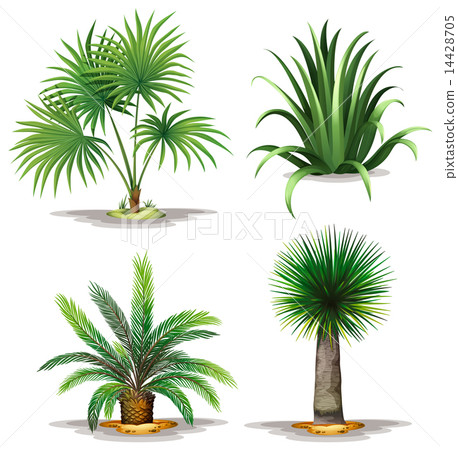Palm plants 14428705