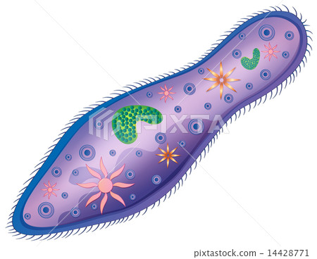 Paramecium 14428771