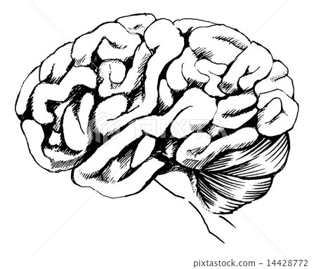 Human brain 14428772