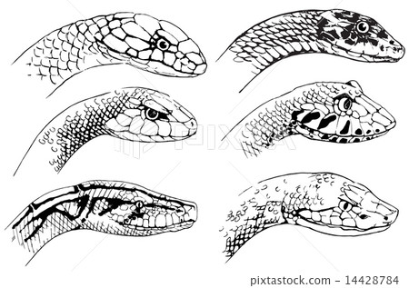 Sketch of snakes 14428784