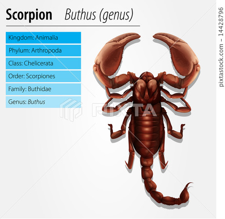 Scorpion - Buthus genus Scorpion - Buthus genus 14428796
