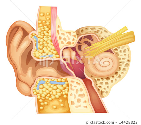 Inner ear 14428822