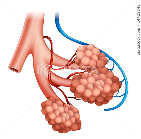 Human alveoli 14428845