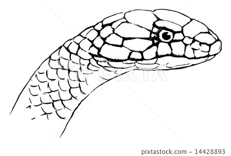Ophiophagus hannah Ophiophagus hannah 14428893