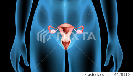 Reproductive organ of the female body Reproductive organ of the female body 14428910