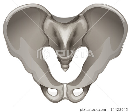 Pelvic bone Pelvic bone 14428945