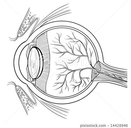 Anatomy of the human eye Anatomy of the human eye 14428946