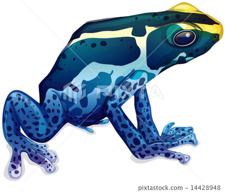 Poison dart frog Poison dart frog 14428948
