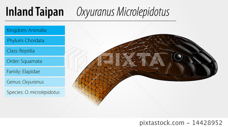 Oxyupanus microlepidotus illustration 14428952