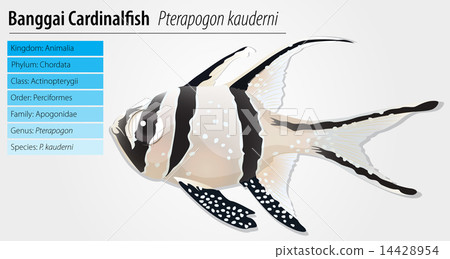 Banggai cardinalfish 14428954