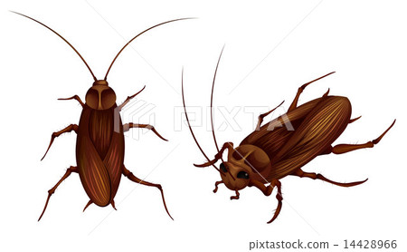 cockroaches 14428966