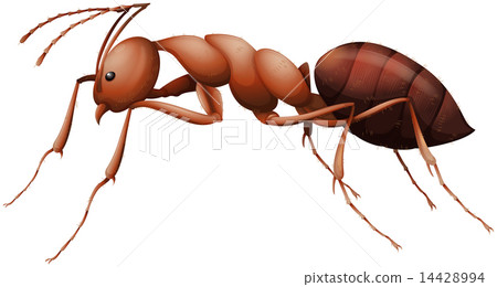 The Ant The Ant 14428994