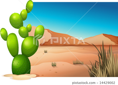 A cactus at the desert 14429002