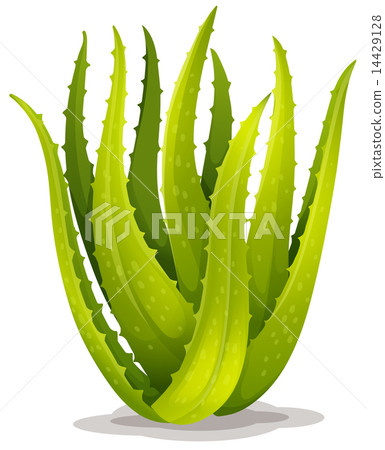Aloe Blue Elf Aloe Blue Elf 14429128
