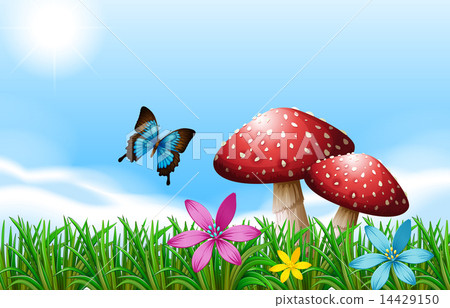 A butterfly near the red mushrooms 14429150