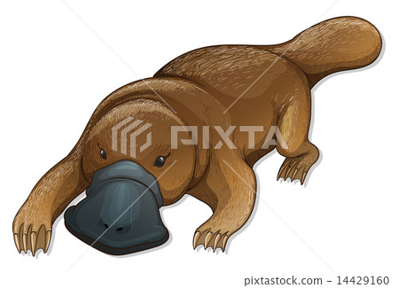 Platypus Platypus 14429160