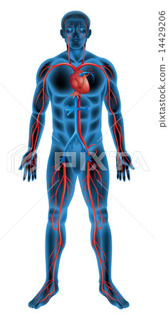 Human circulatory system Human circulatory system 14429206