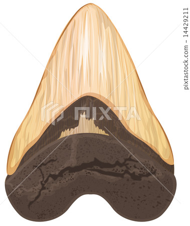 Megalodon tooth 14429211