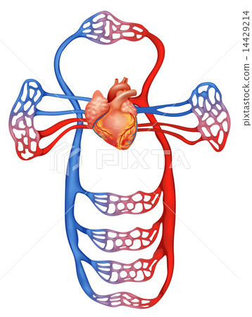 Circulatory system 14429214