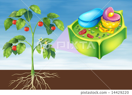 Plant Cell 14429220