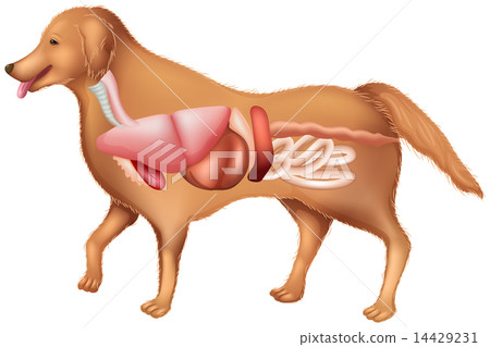 Anatomy of a dog 14429231