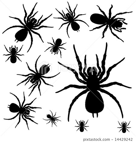 Spiders 14429242