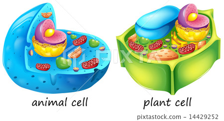 Animal and plant cells 14429252
