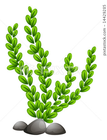 Pteridophyta 14429285