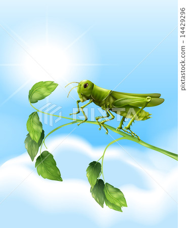 Grasshopper 14429296