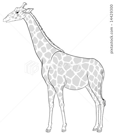 A sketch of a giraffe A sketch of a giraffe 14429300