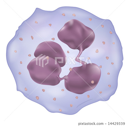 White Blood Cell White Blood Cell 14429339