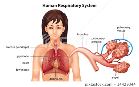 Female human respiratory system 14429344