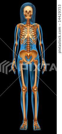 Human skeletal system Human skeletal system 14429353