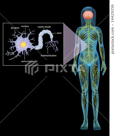 Female Neuron 14429356