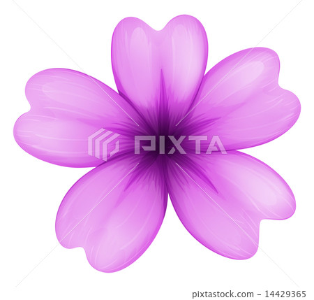 A lavender flower 14429365