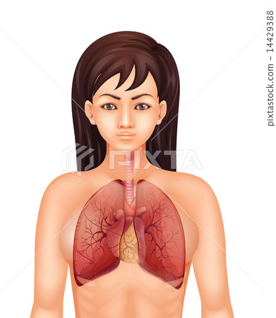 Human respiratory system 14429388