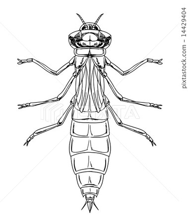 Dragonfly nymph 14429404