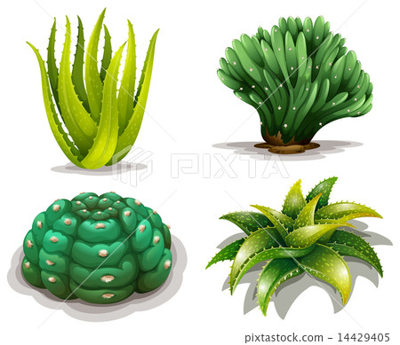 Aloe vera plants and cacti 14429405