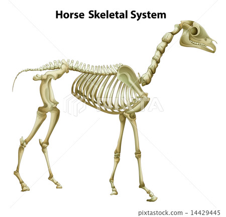 Horse Skeletal System Horse Skeletal System 14429445
