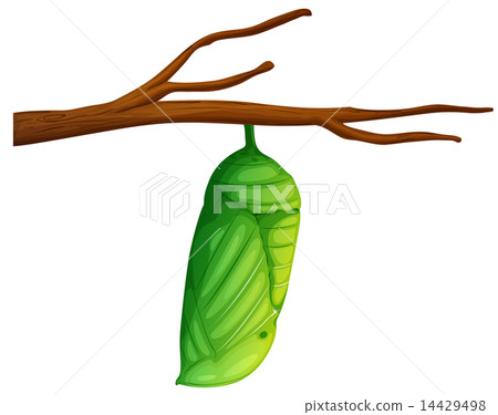 Pupa - Danaus plexippus 14429498